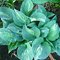 Хоста  'Киви Фулл Манти'  / Hosta hybride 'Kiwi Full Monty'